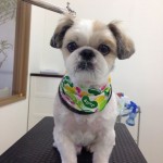 シーズー　タロス君２６８